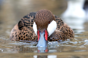White-cheeked pintail (Anas bahamensis), also known as the Bahama pintail.