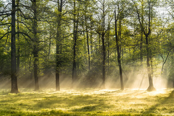 Naklejka premium Bright morning in the forest with mist