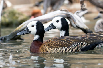 White-faced Whistling Duck (Dendrocygna viduata).