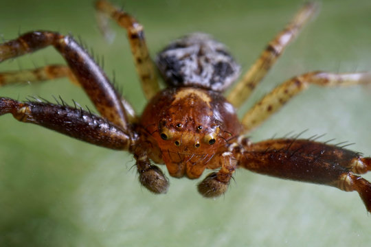 Super close up with face and eye details of male Xysticus lanio (Red Crab-spider),7mm long, on a leaf.