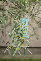 an ornamental tree with openwork silver foliage and small yellow flowers, a face mask hangs on a branch as a symbol of the end of quarantine due to the coronavirus pandemic. selective focus.