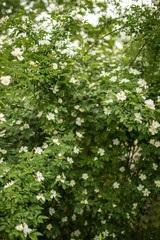 Fototapeta na wymiar A flowering Bush of decorative rosehip. the concept of spring rebirth of nature. selective focus.