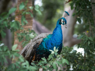 Fototapeta premium Indian peafowl peacock perched in tree