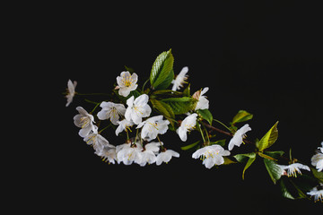 Fototapeta na wymiar blossom 