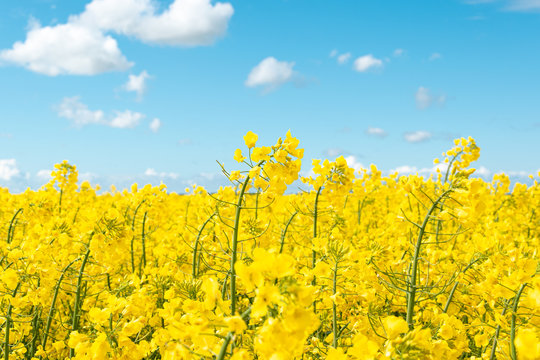 Yellow rapeseed flowers in a field against a blue sky