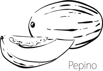 Melon pear, Pepino, or Sweet Cucumber. Vector black and white hand drawn illustration of fruit pepino on white background. Isolated sketch for product design. Print design. 