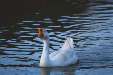 white swan on the water