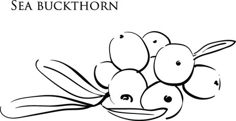 Black and white vector illustration of a branch with sea buckthorn on a white background. Natural ingredient for cosmetics, medicine, drinks