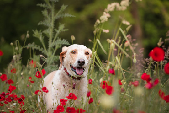 Dog from dog's shelter posing for a photo among the poppies, field flowers and grass