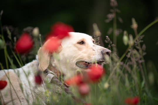 Beautiful  dog from dog's shelter posing for a photo among the poppies, field flowers and grass