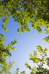Trees in a park