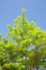 Obraz premium Trees in a park