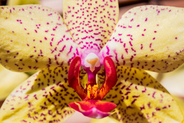 The beautiful flower of yellow orchid with red dots. Macro photograph of a flower detail. Magnification, enlargement, blow-up, close up. Sun, spring, summer.