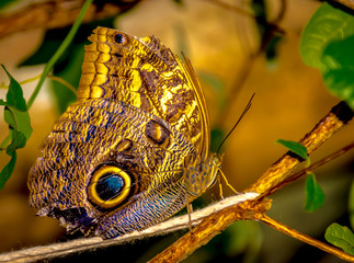 Animal in spring - A large butterfly of the moth (Morpho peleides) sits on a branch in the botanical garden in Marburg.