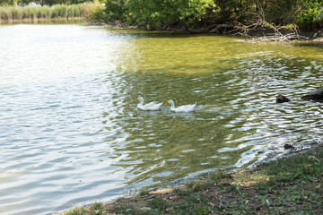 Pair of white ducks