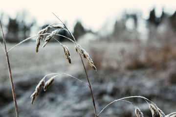 dry grass in the wind