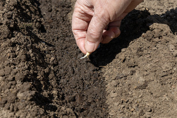 Image of a hand planting a seed in the ground. The concept of gardening, ecology.