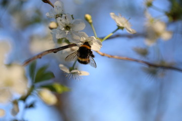 bee on a branch