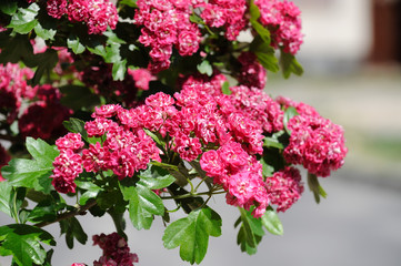 young red flowers of Indian lagerstroemia on a tree in a city park
