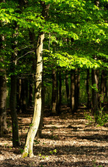 Detail of green forest in spring time - 349322961