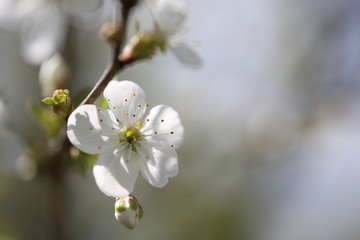 cherry tree blossom
