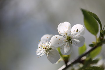 white cherry blossom