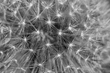 macro dandelion seed head
