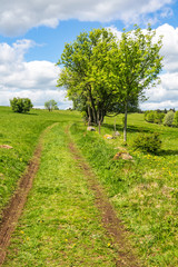 Fototapeta na wymiar panoramic view of green fields and trees and small dirt road