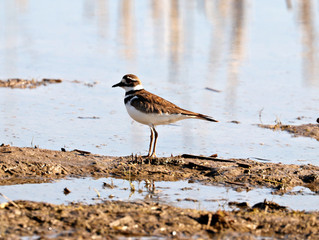 Killdeer hunting for food near the town of Rondeau, Ontario