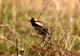 Bobolink in the town of Rondeau, Ontario