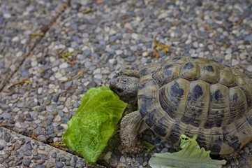 A land turtle is eating a lettuce leaf in the garden (Pesaro, Italy, Europe)