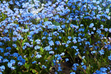 Small blue forget-me-nots or Scorpion grass flowers, Myosotis, growing in a garden in a sunny spring day. 
