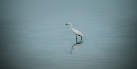 
white heron walking in a pond looking for food