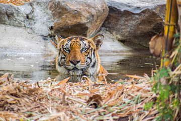 A Royal Bengal Tiger sitting and resting in a water pool seeing towards the camera in a forest in India during indian summers.