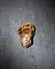 Naklejka premium Oyster shell on a gray background with a blue tint. One shell on the table. Concept of a picture, postcard