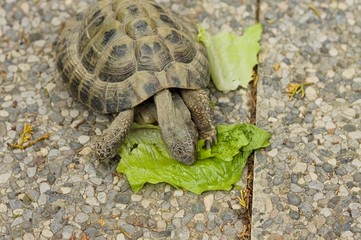 A land turtle is eating a lettuce leaf in the garden (Pesaro, Italy, Europe)