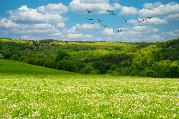 panoramic view of green fields and meadow with blue cloudy sky and birds