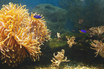 Naklejka na ściany i meble Beautiful underwater world of coral reef in a tropical sea.
