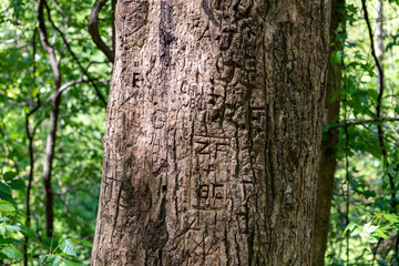 Tree with carvings