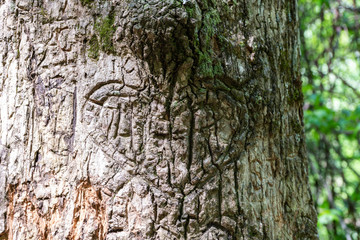 Tree with carvings