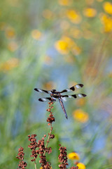 Dragonfly on Waterside Monet Meadow 