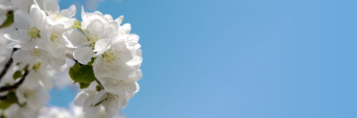 Image of a blooming flower of apple tree. Blue sky background. Banner. Place for text. Copy space