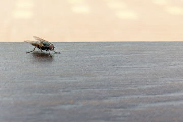 A large black fly sitting on a dark tile.Soft focus.Сoncept of protection against insect bites, disease vectors.
