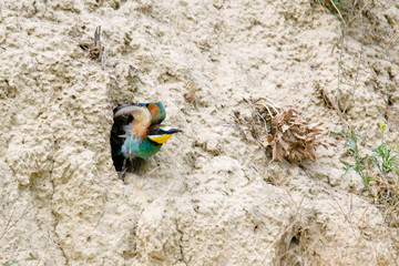 Colorful bird and its hunt. Green yellow nature background. Bird: European Bee eater. Merops apiaster. Czech Republic
