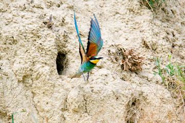 Colorful bird and its hunt. Green yellow nature background. Bird: European Bee eater. Merops apiaster. Czech Republic