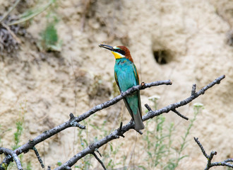 Colorful bird and its hunt. Green yellow nature background. Bird: European Bee eater. Merops apiaster. Czech Republic