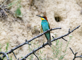 Colorful bird and its hunt. Green yellow nature background. Bird: European Bee eater. Merops apiaster. Czech Republic