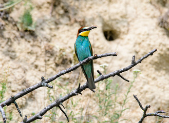 Colorful bird and its hunt. Green yellow nature background. Bird: European Bee eater. Merops apiaster. Czech Republic
