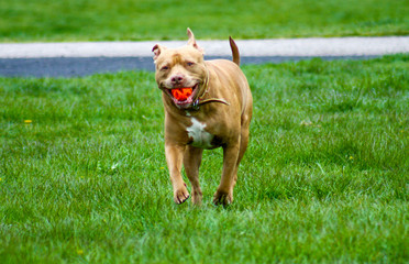 american staffordshire terrier dog running in the park with an orange ball in his mouth