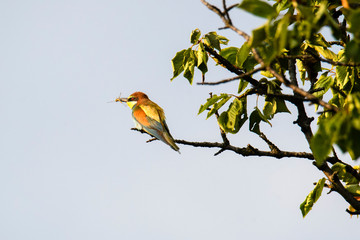 Colorful bird and its hunt. Green yellow nature background. Bird: European Bee eater. Merops apiaster. Czech Republic